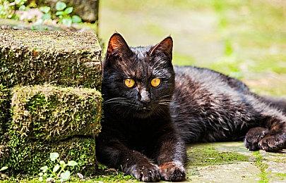 经典科幻角色机械战警现已加入《堡垒之夜》